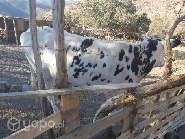 Vaca