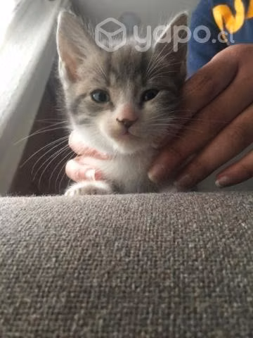 Se regala precioso gatito
