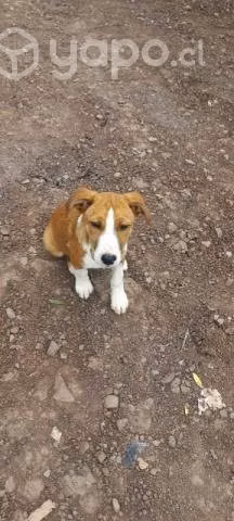 Lindas hermanas cachorritas en adopcion