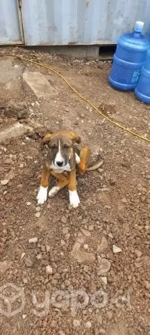 Lindas hermanas cachorritas en adopcion