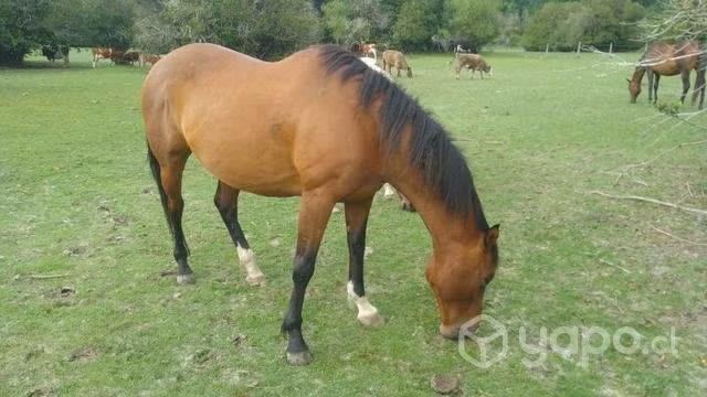 Caballo Manso
