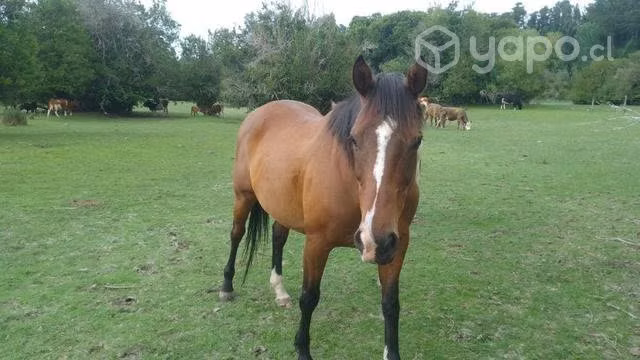 Caballo Manso