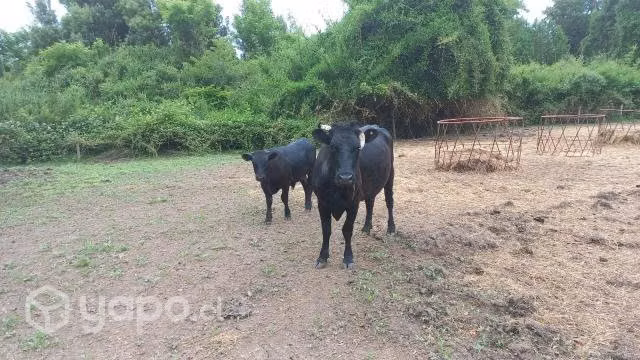 Vaca
