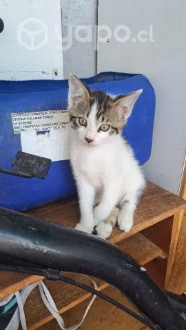 Gatitos 2 meses
