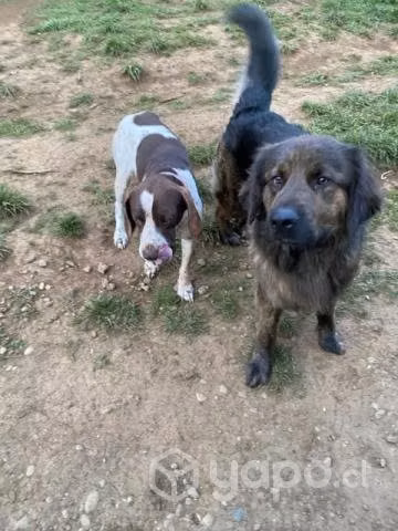 Se regala perrito