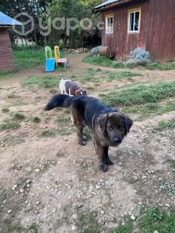 Se regala perrito