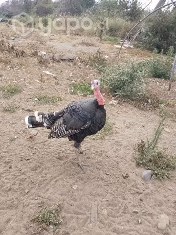familia de pavos