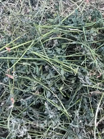 Fardos de Alfalfa