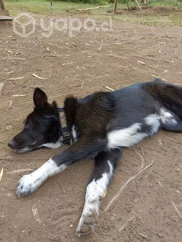 Regalo mi perrito