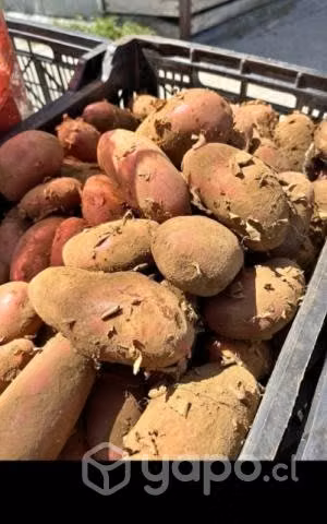 Papas nuevas