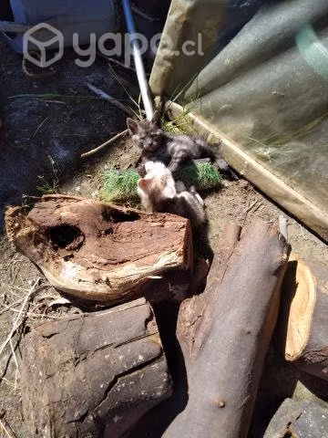 Regalo gatitas