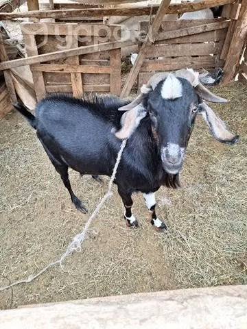 Cabras criollas