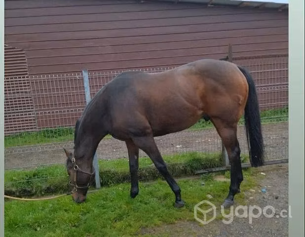 Caballo - Imagen 3
