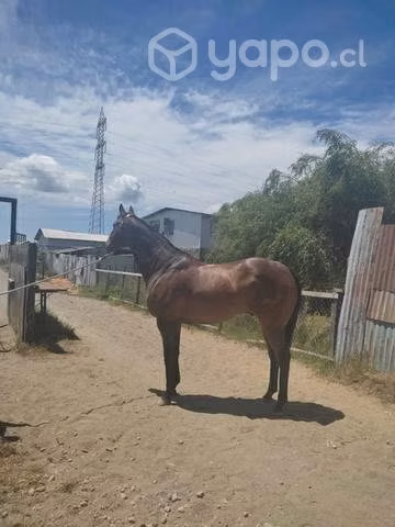 Caballo