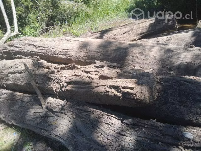Troncos de coigues