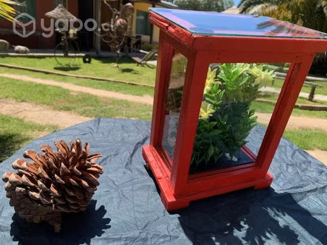 Cabeza de Jibaro