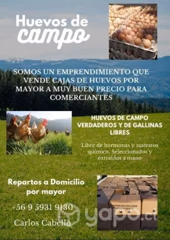 Cajas de huevos por mayor