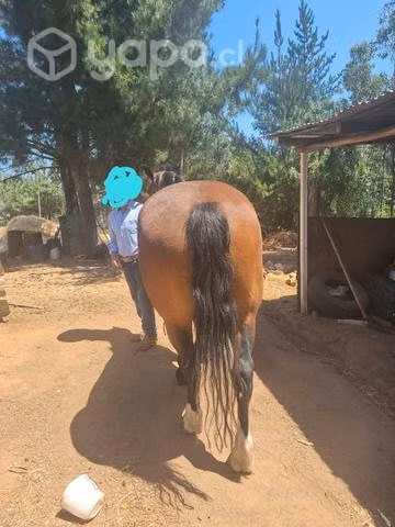 Caballo de trabajo