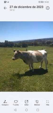 Vaca,vaquilla y toro