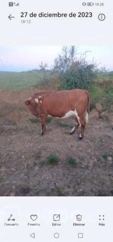 Vaca,vaquilla y toro