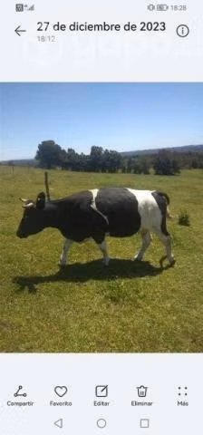Vaca,vaquilla y toro