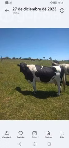 Vaca,vaquilla y toro