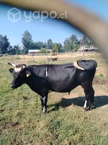 Toritos reproductores - Imagen 2