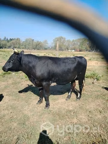 Toritos reproductores