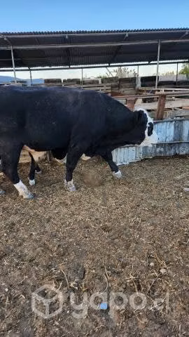 Toro