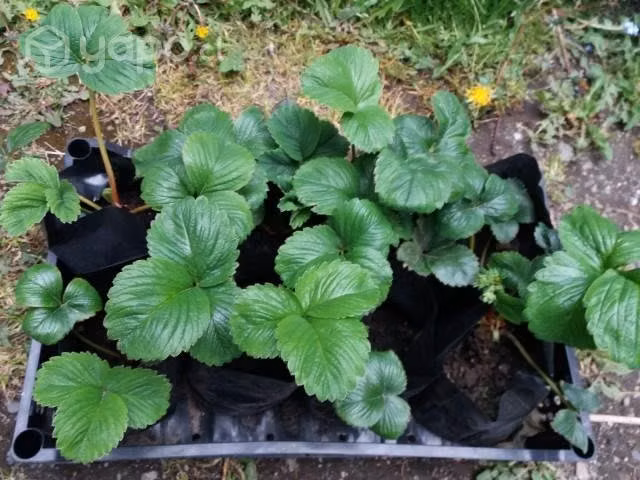 Plantas de frutillas