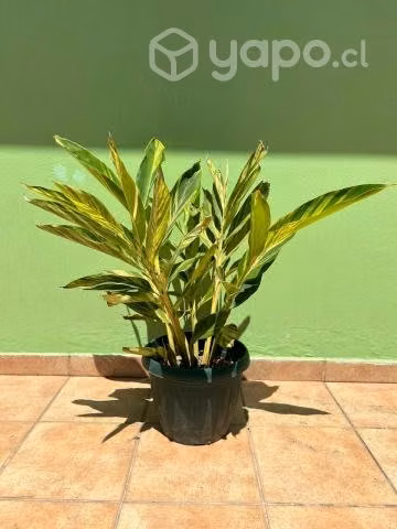 Plantas de Alpinia o Azucena de porcelana