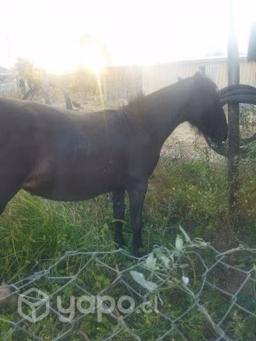 Potrancas chilenitas año y dos meses