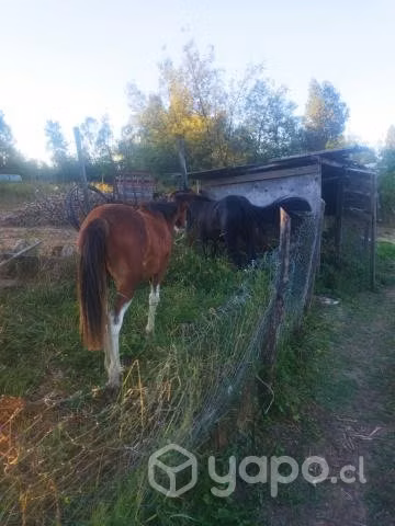 Potrancas chilenitas año y dos meses