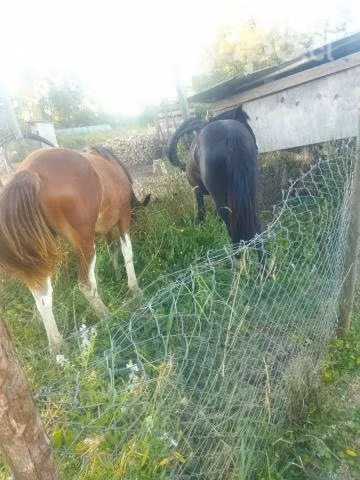 Potrancas chilenitas año y dos meses