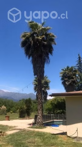 palmeras mas 30 años