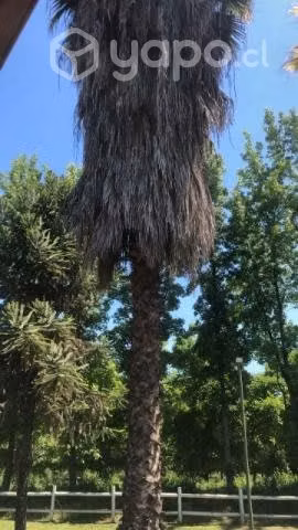 palmeras mas 30 años