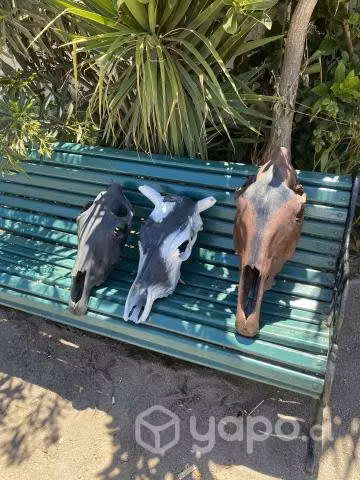 Herradura campo decoración