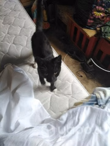 Adopción gata de 5 meses
