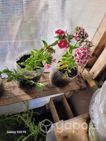 Plantas Flores y medicinales - Imagen 4