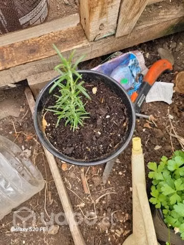 Plantas Flores y medicinales - Imagen 3