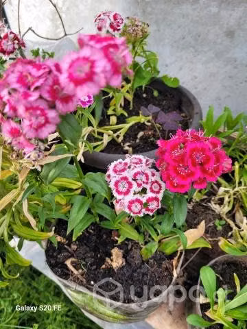 Plantas Flores y medicinales - Imagen 5