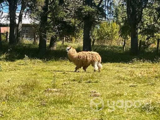 Llama macho - Imagen 4