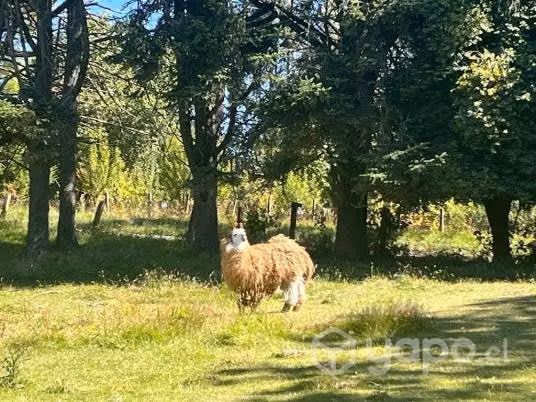 Llama macho - Imagen 2