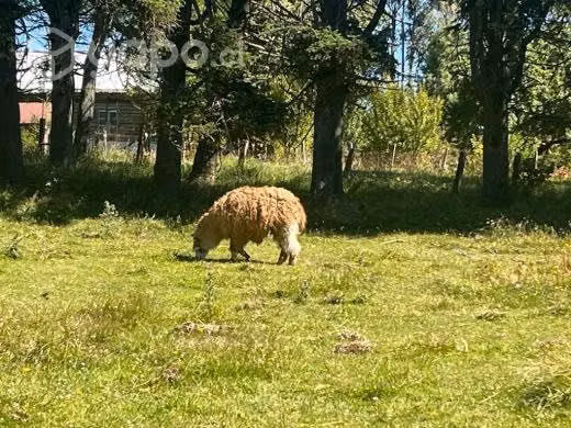 Llama macho - Imagen 3