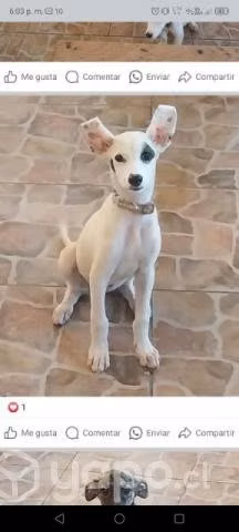 Regalo a kira