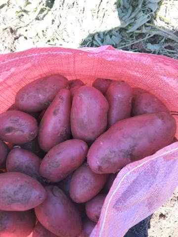 Papas de los muermos