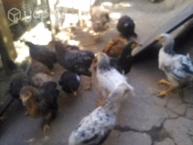 Pollas - Imagen 2
