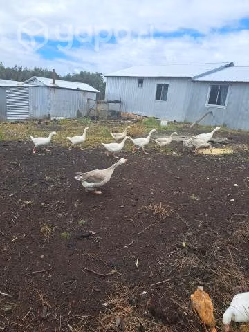 Ventas de Patos y gansos - Imagen 3