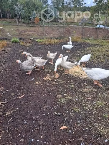 Ventas de Patos y gansos