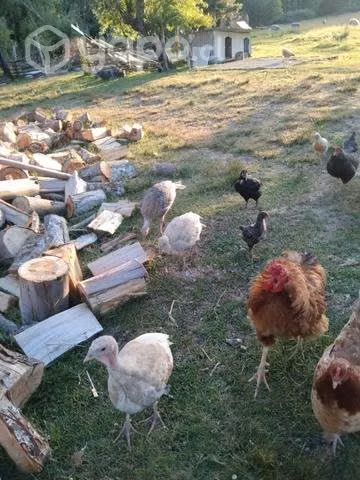 Pavos Felices - Imagen 5